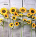 Vara De Girasol X 5 (Und)