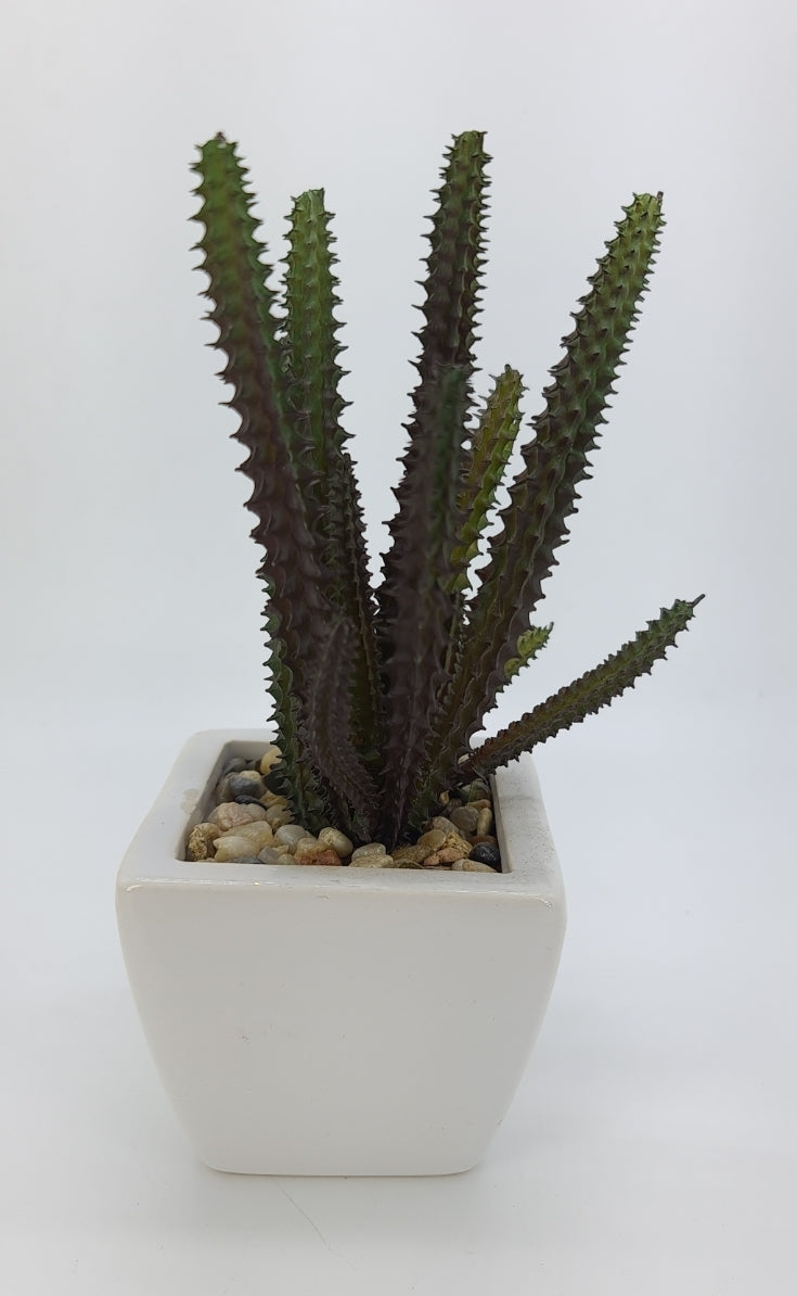 Suculentas Grandes Mix (Und)